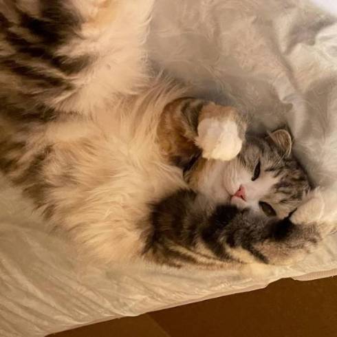 猫 ねむろぐ ねむちゃん スコティッシュフォールド