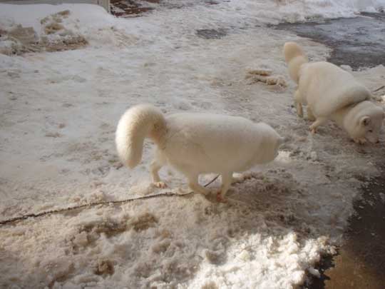 宮城 蔵王キツネ村 マシュマロ 冬 ホッキョクギツネ