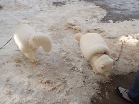 宮城 蔵王キツネ村 マシュマロ 冬 ホッキョクギツネ
