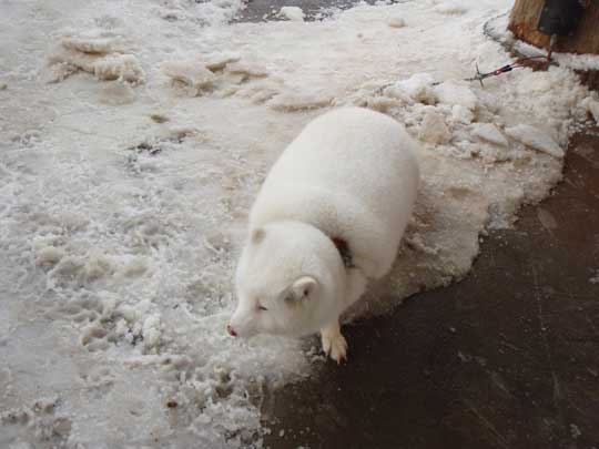 宮城 蔵王キツネ村 マシュマロ 冬 ホッキョクギツネ