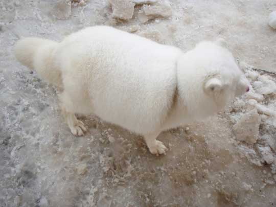 宮城 蔵王キツネ村 マシュマロ 冬 ホッキョクギツネ