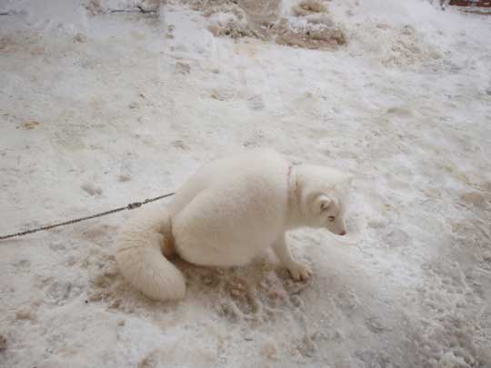 宮城 蔵王キツネ村 マシュマロ 冬 ホッキョクギツネ