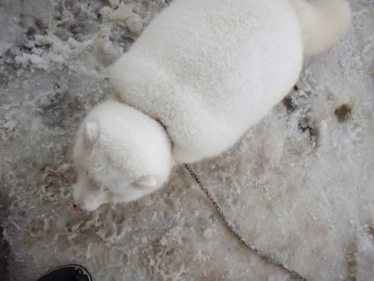 宮城 蔵王キツネ村 マシュマロ 冬 ホッキョクギツネ