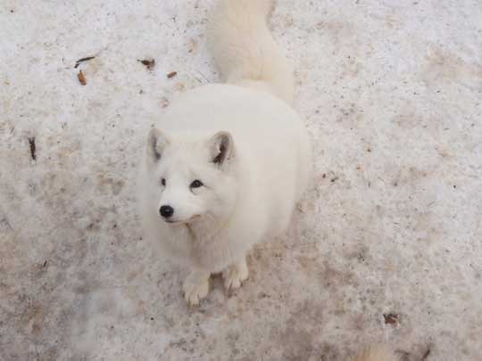 宮城 蔵王キツネ村 マシュマロ 冬 ホッキョクギツネ