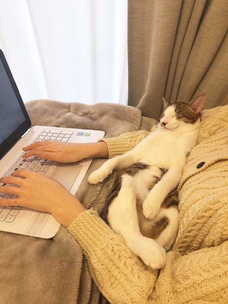 猫 在宅 最高 寝姿 幸せ 飼い主 仕事 デスク