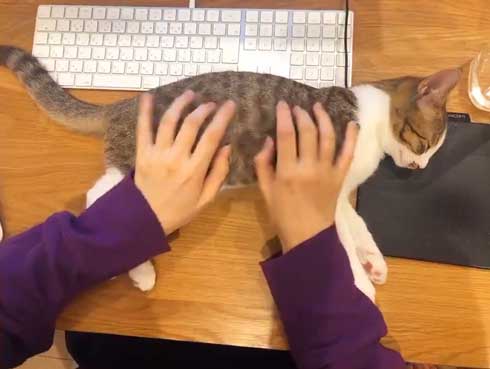 猫 在宅 最高 寝姿 幸せ 飼い主 仕事 デスク