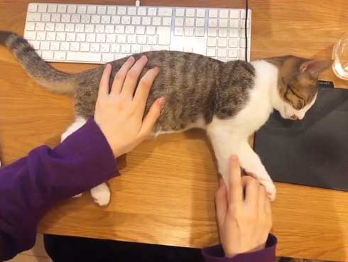 猫 在宅 最高 寝姿 幸せ 飼い主 仕事 デスク