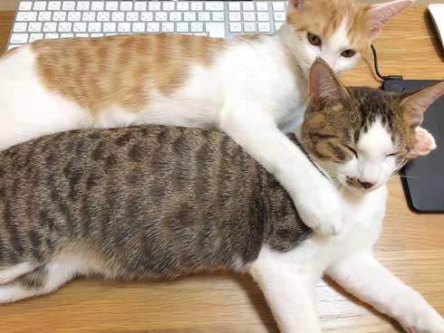 猫 在宅 最高 寝姿 幸せ 飼い主 仕事 デスク