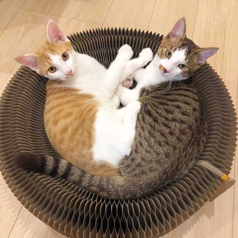 猫 在宅 最高 寝姿 幸せ 飼い主 仕事 デスク