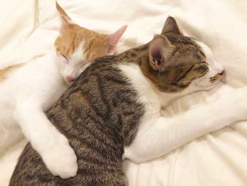 猫 在宅 最高 寝姿 幸せ 飼い主 仕事 デスク