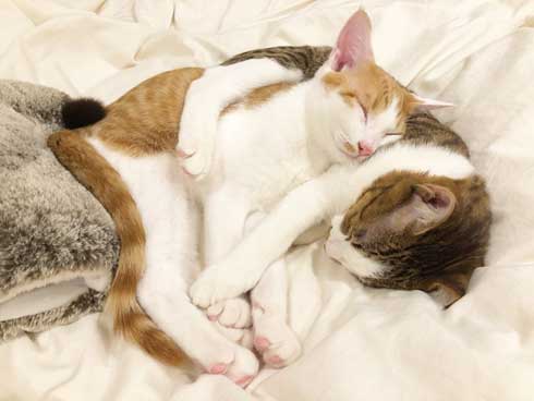 猫 在宅 最高 寝姿 幸せ 飼い主 仕事 デスク