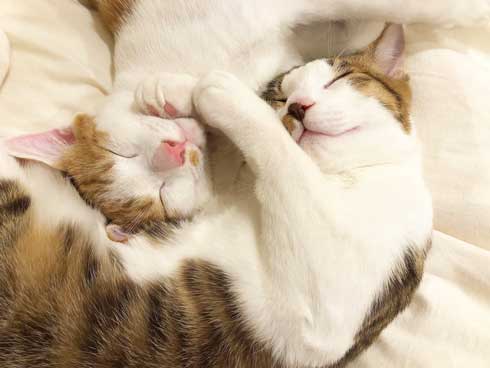 猫 在宅 最高 寝姿 幸せ 飼い主 仕事 デスク