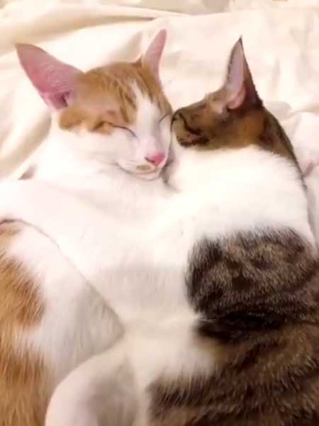 猫 在宅 最高 寝姿 幸せ 飼い主 仕事 デスク