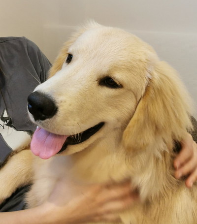 色んなぽち丸くん