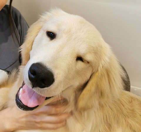 色んなぽち丸くん