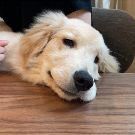 色んなぽち丸くん