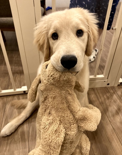 色んなぽち丸くん