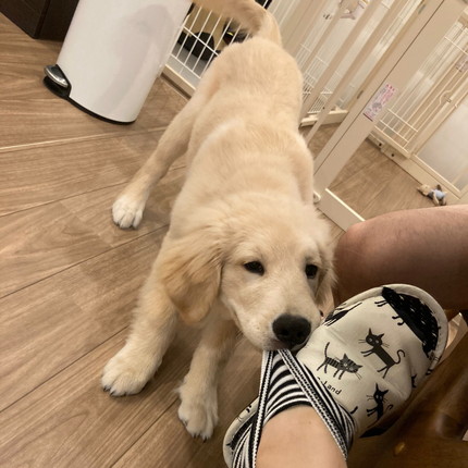 色んなぽち丸くん