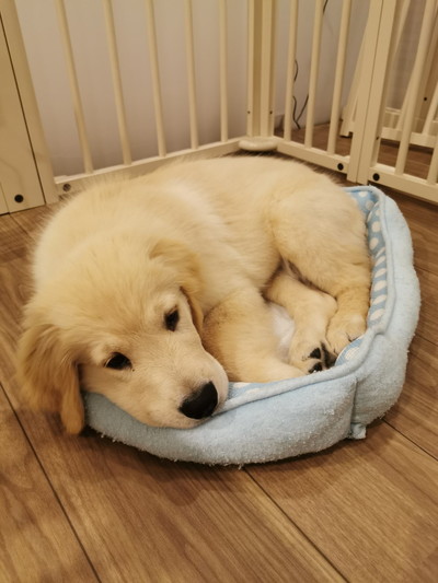 色んなぽち丸くん