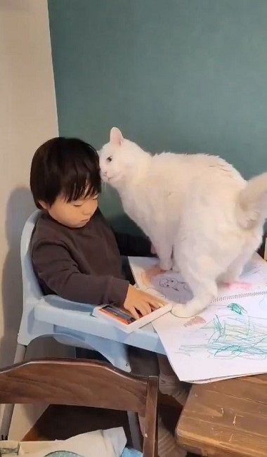 息子と猫