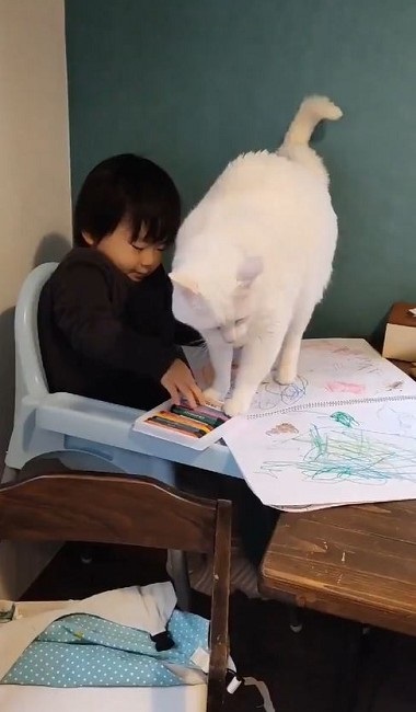 ナデナデしてほしい猫ちゃん