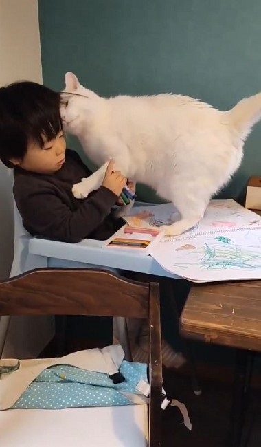 ナデナデしてほしい猫ちゃん