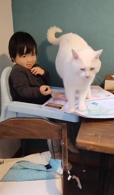 ナデナデしてほしい猫ちゃん