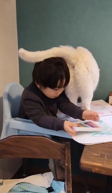 ナデナデしてほしい猫ちゃん
