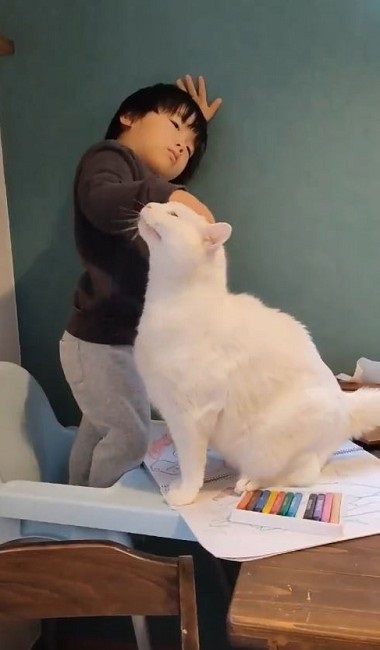 ナデナデしてほしい猫ちゃん