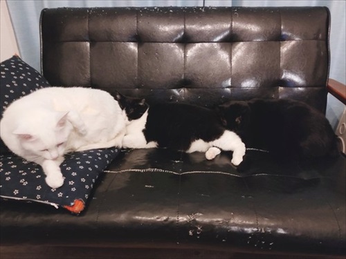 ナデナデしてほしい猫ちゃん