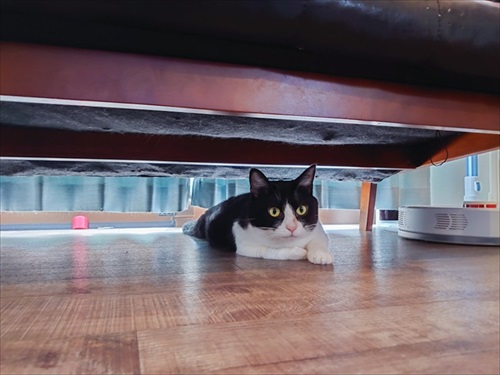 ナデナデしてほしい猫ちゃん