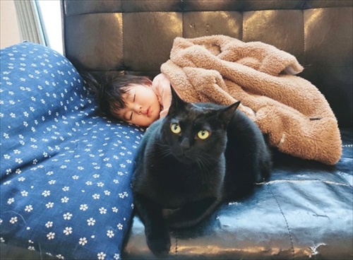 ナデナデしてほしい猫ちゃん