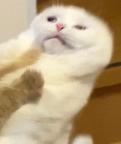 猫ってこんな形