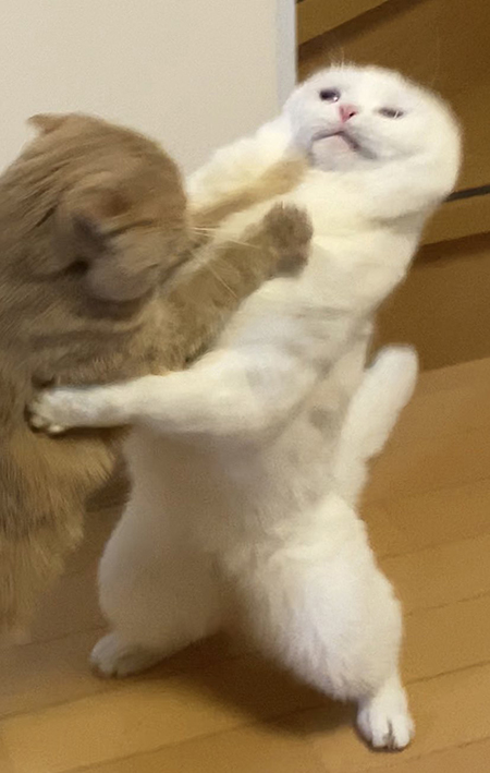 猫相撲4