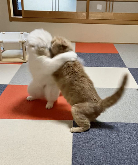 別日の猫相撲1