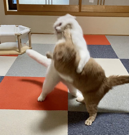 別日の猫相撲2