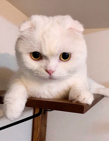 むくくんかわいい顔