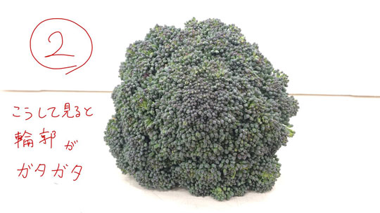 ブロッコリー 選び方 有限会社安井ファーム 比較