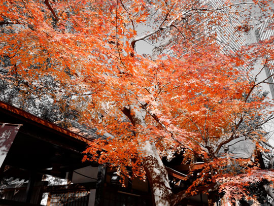 デジカメ 特定の色だけを写す フィルター 機能 写真 エモ パートカラー カメラ