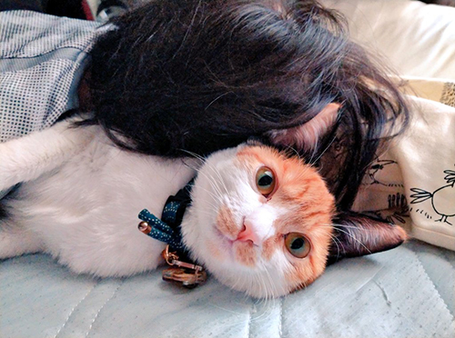 助けを求める猫ちゃんアップ