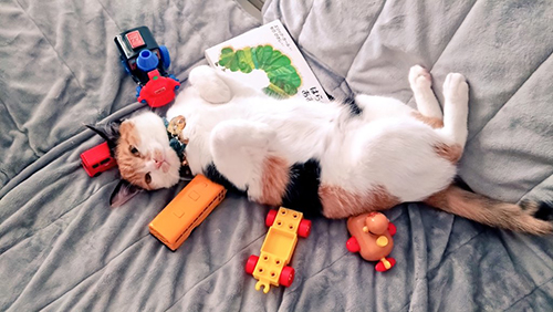 されるがまま猫ちゃん