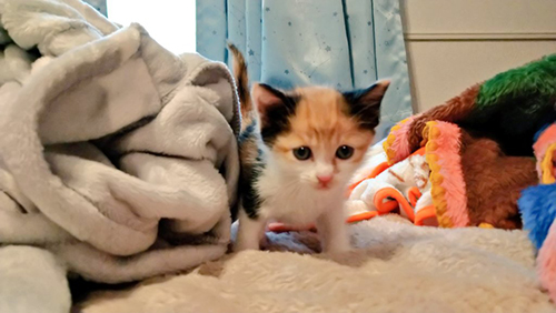 子猫三毛ちゃん