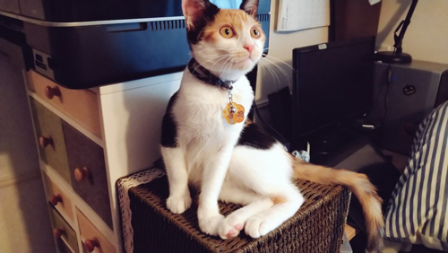 セクシーな座りかたをする三毛猫ちゃん