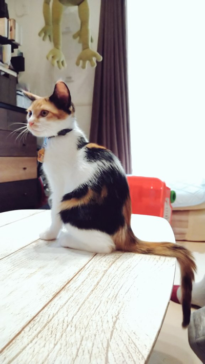 しっぽが90度な三毛猫ちゃん