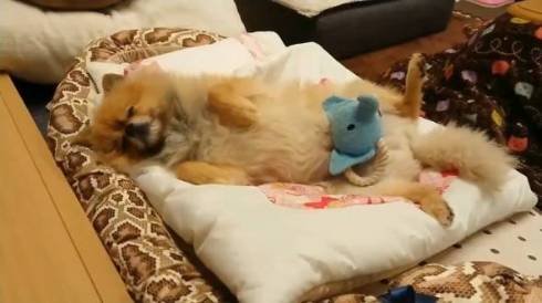 犬 ポメラニアン お布団