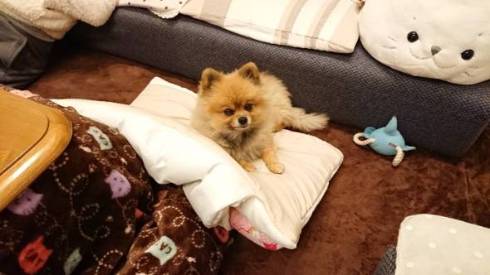 犬 ポメラニアン お布団