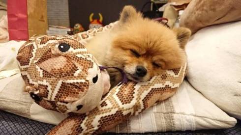犬 ポメラニアン お布団