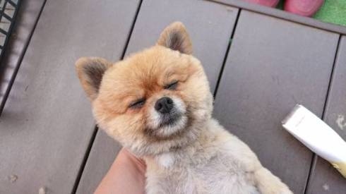 犬 ポメラニアン お布団