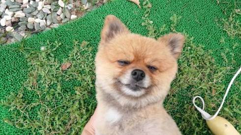 犬 ポメラニアン お布団