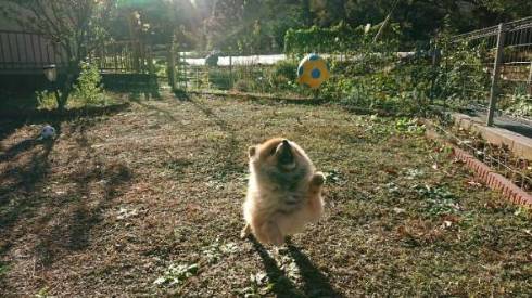 犬 ポメラニアン お布団